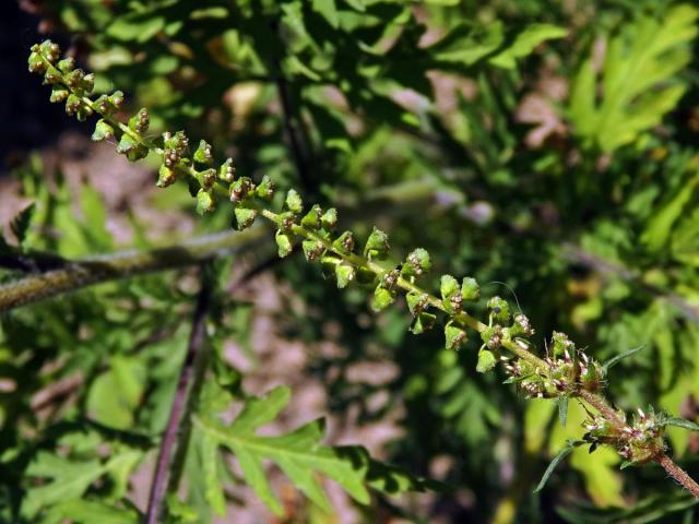 Ambrozie peřenolistá (Ambrosia artemisiifolia L.)