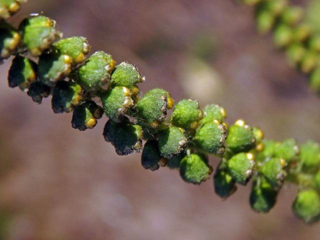 Ambrozie peřenolistá (Ambrosia artemisiifolia L.)