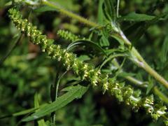 Ambrozie peřenolistá (Ambrosia artemisiifolia L.)