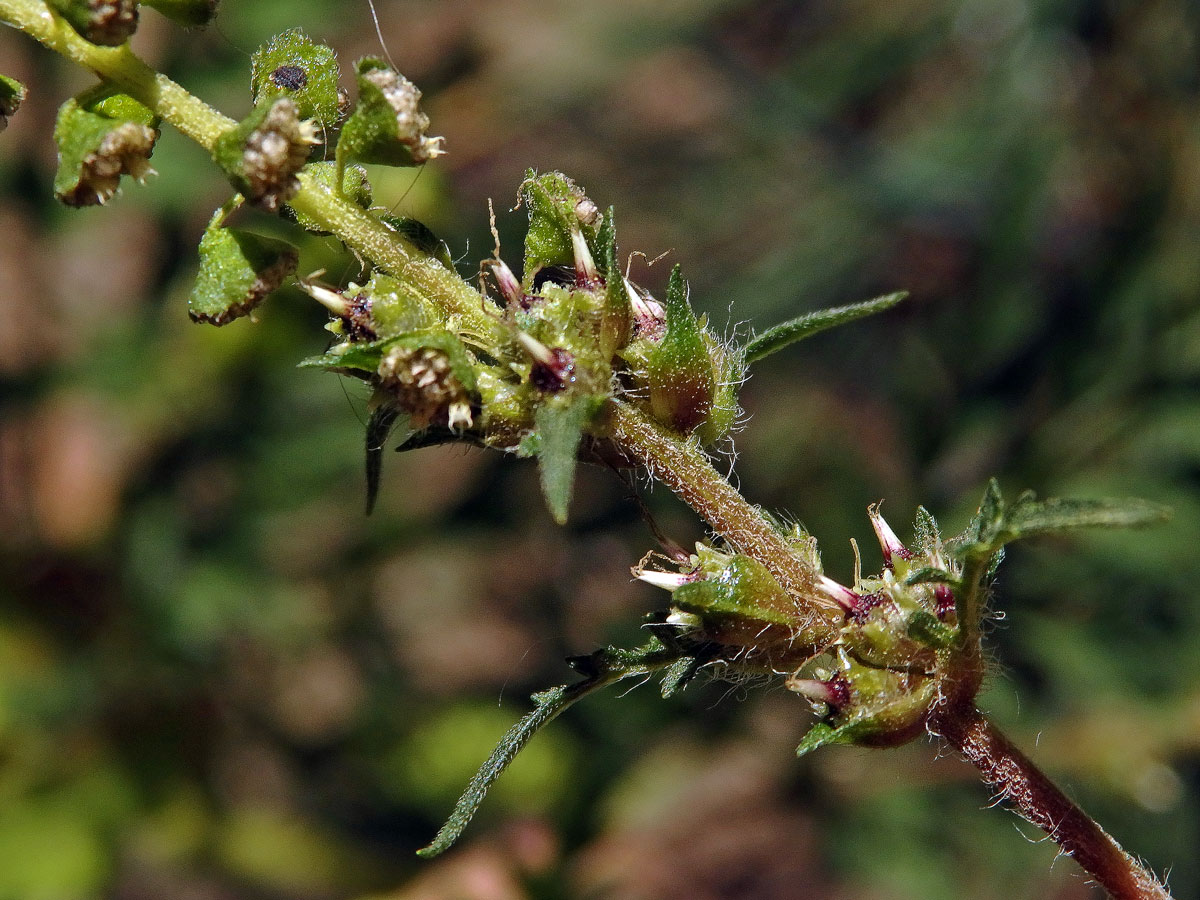 Ambrozie peřenolistá (Ambrosia artemisiifolia L.)