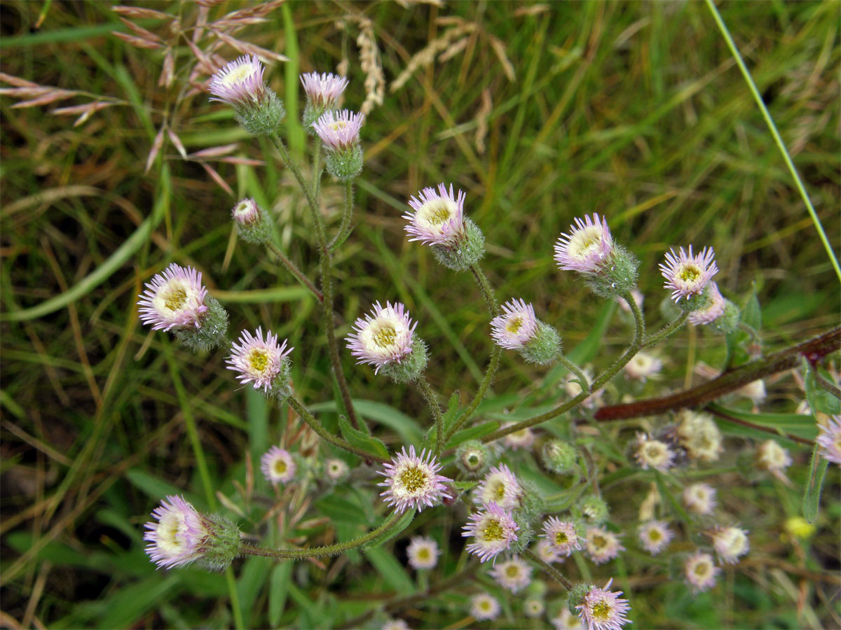 Turan ostrý (Erigeron acris L.)