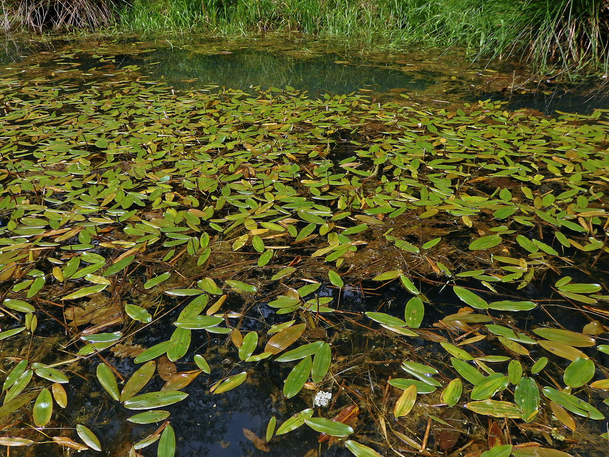 Rdest uzlinatý (Potamogeton nodosus Poir.)