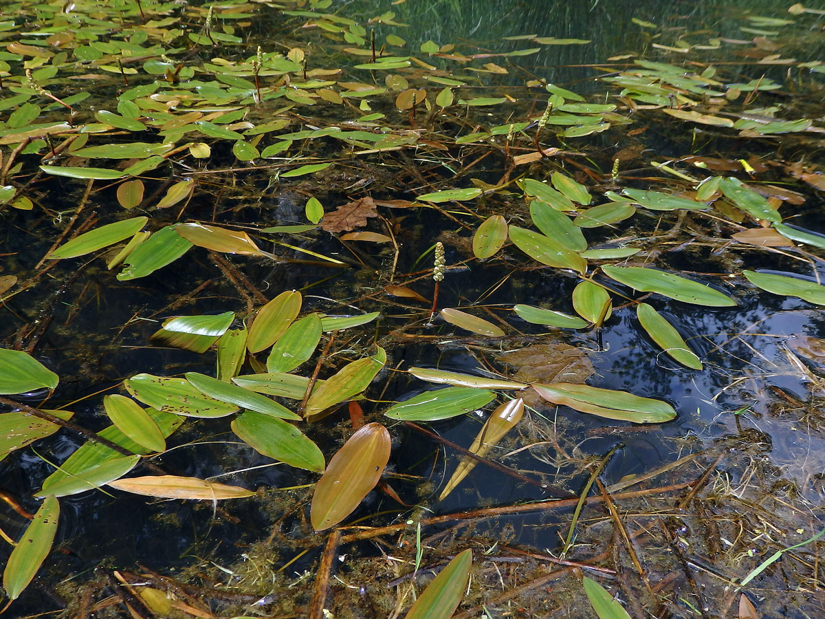 Rdest uzlinatý (Potamogeton nodosus Poir.)