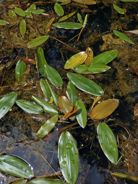 Rdest uzlinatý (Potamogeton nodosus Poir.)