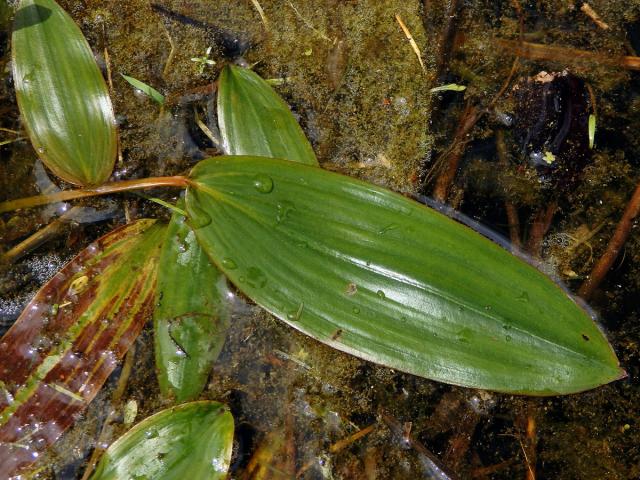 Rdest uzlinatý (Potamogeton nodosus Poir.)