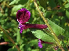 Hlazenec kopinatý (Cuphea lanceolata W. T. Aiton)