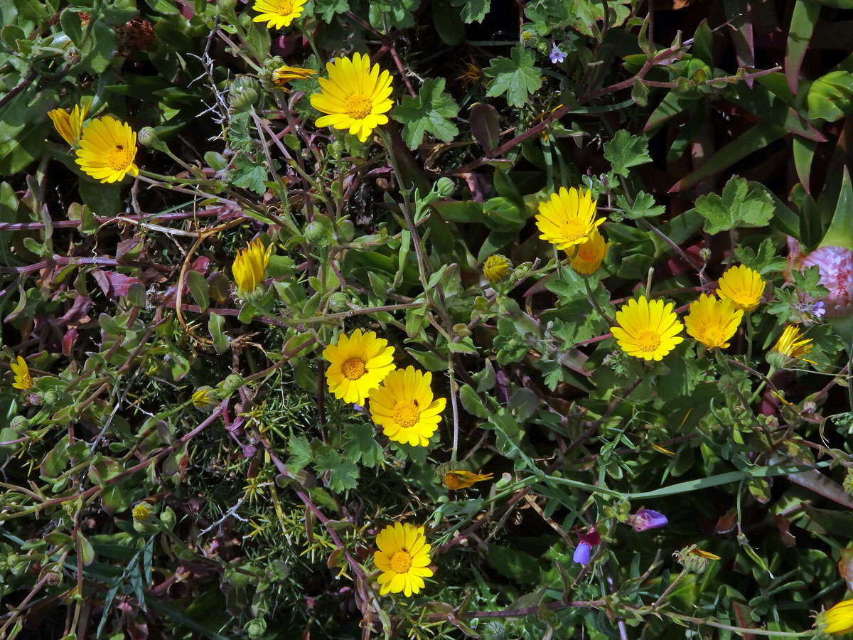 Měsíček rolní (Calendula arvensis L.)