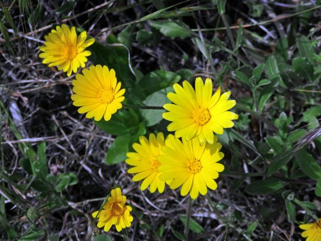 Měsíček rolní (Calendula arvensis L.)