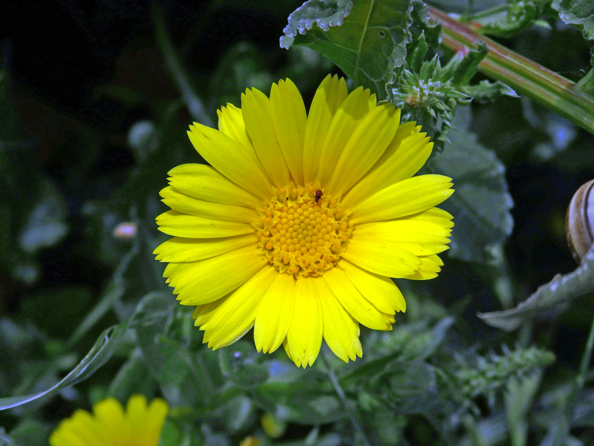 Měsíček rolní (Calendula arvensis L.)