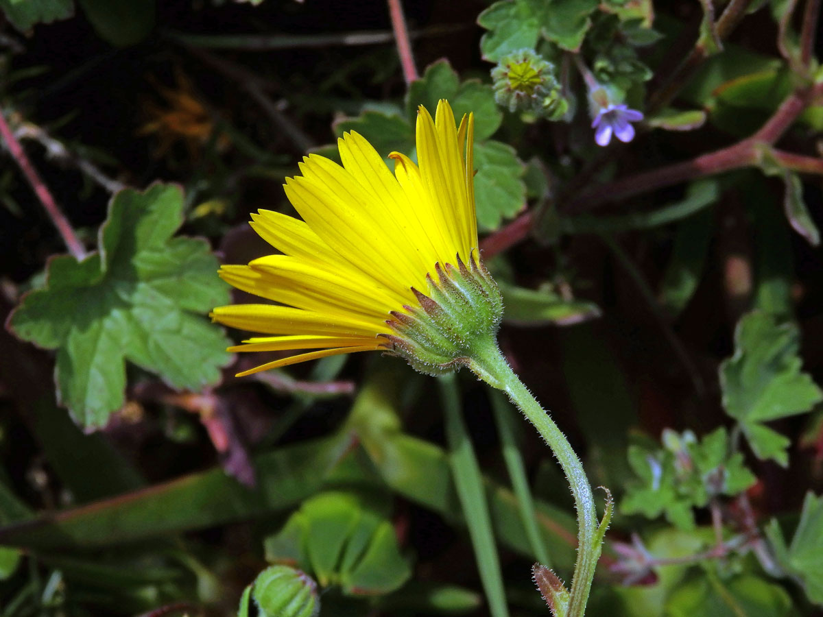 Měsíček rolní (Calendula arvensis L.)