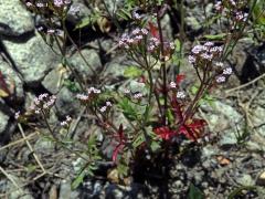 Mavuň (Centranthus macrosiphon Boiss.)