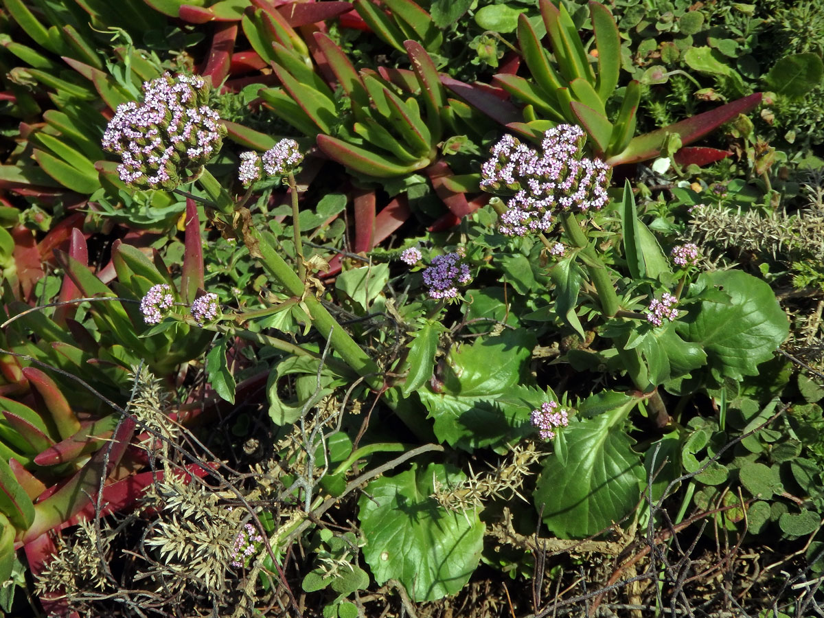 Mavuň (Centranthus macrosiphon Boiss.)