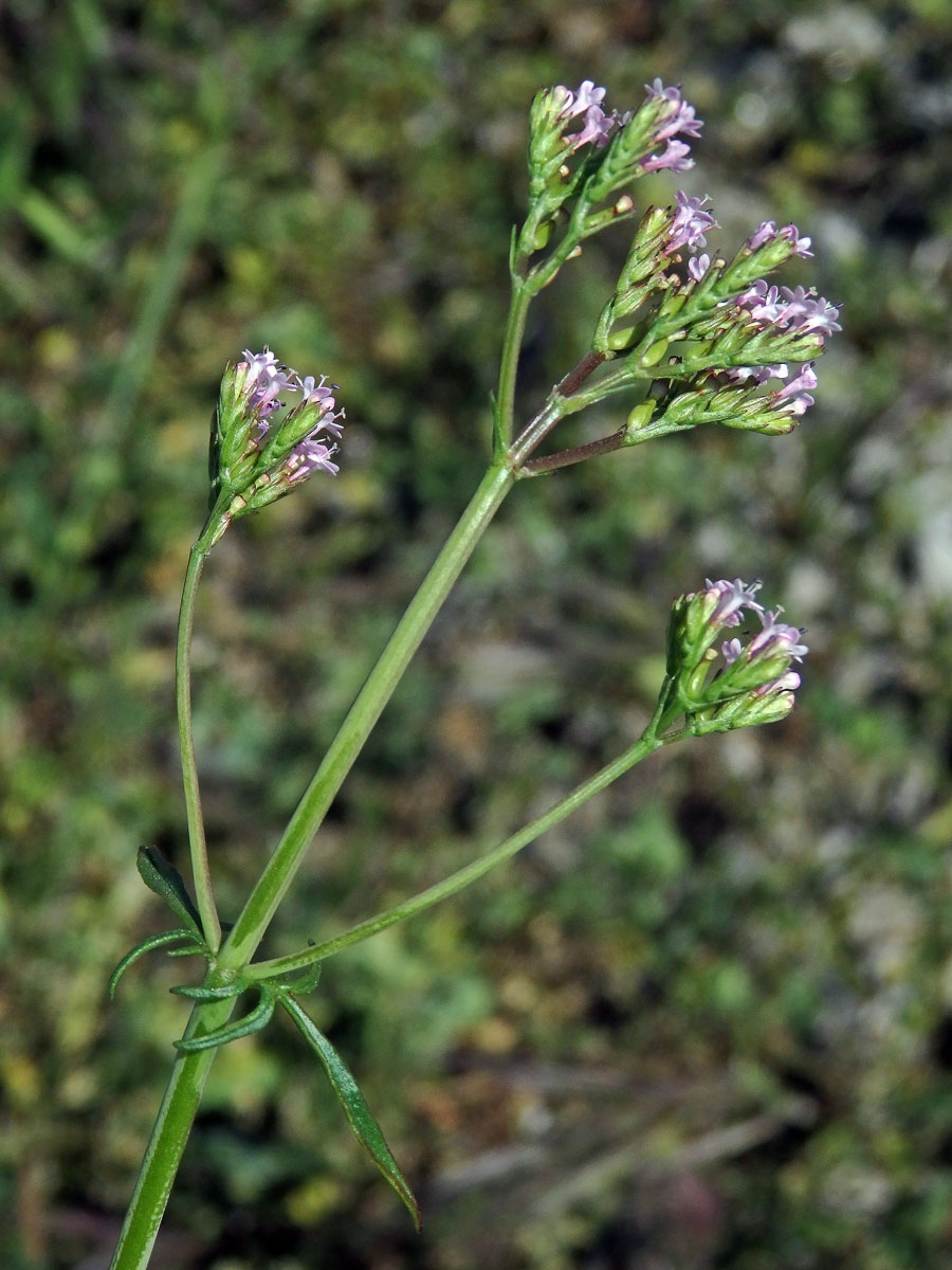 Mavuň (Centranthus macrosiphon Boiss.)