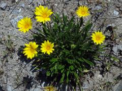 Gazánie zářivá (Gazania rigens (L.) Gaertn.)