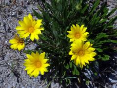 Gazánie zářivá (Gazania rigens (L.) Gaertn.)