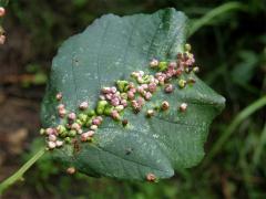 Hálky vlnovníka (Phytoptus laevis) na olši lepkavé (Alnus glutinosa)