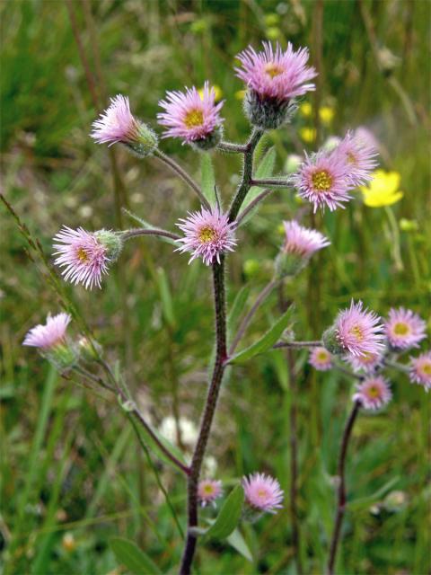 Turan ostrý (Erigeron acris L.)