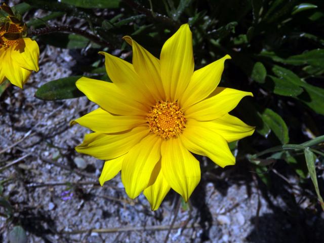 Gazánie zářivá (Gazania rigens (L.) Gaertn.)