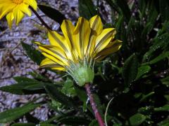 Gazánie zářivá (Gazania rigens (L.) Gaertn.)