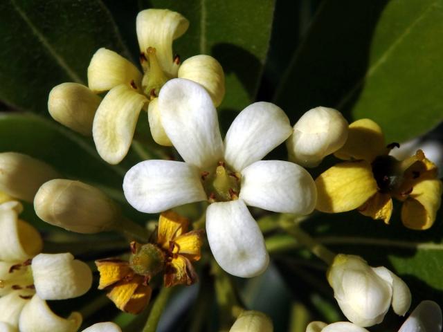 Slizoplod (Pittosporum tobira (Thunb.) W. T. Aiton)