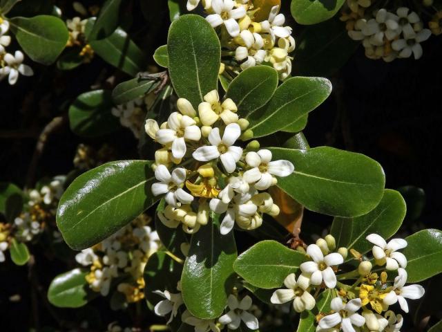 Slizoplod (Pittosporum tobira (Thunb.) W. T. Aiton)