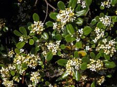 Slizoplod (Pittosporum tobira (Thunb.) W. T. Aiton)