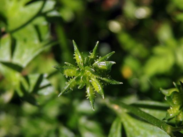 Pryskyřník měkkoostenný (Ranunculus muricatus L.)