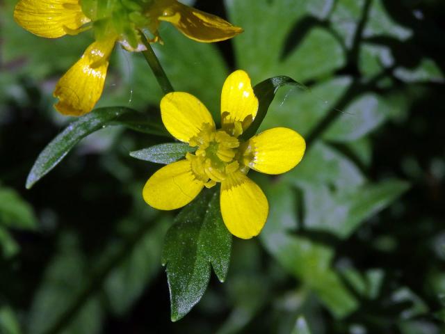 Pryskyřník měkkoostenný (Ranunculus muricatus L.)