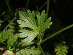 Pryskyřník měkkoostenný (Ranunculus muricatus L.)