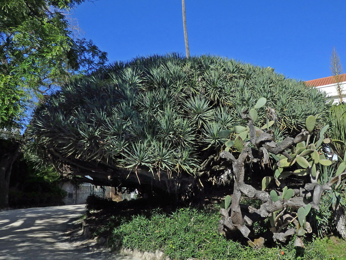 Dračinec (Dracaena draco (L.) L.)