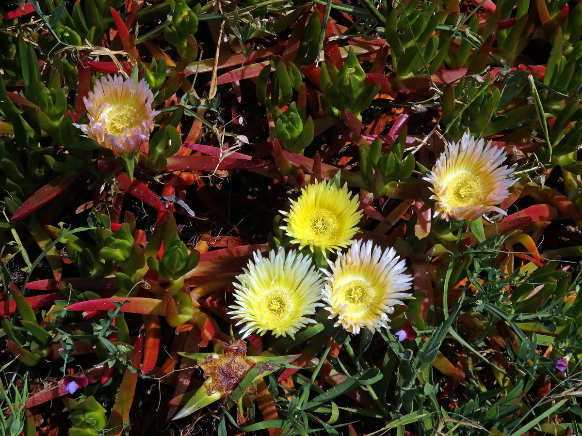 Kosmatcovník (Carpobrotus edulis (L.) N. E. Br.)