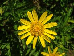 Kopretinovec dřevnatý (Argyranthemum frutescens (L.) Sch. Bip.)