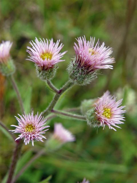 Turan ostrý (Erigeron acris L.)