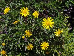 Kopretinovec dřevnatý (Argyranthemum frutescens (L.) Sch. Bip.)