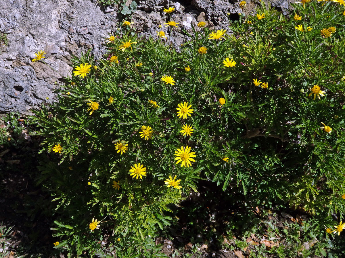 Kopretinovec dřevnatý (Argyranthemum frutescens (L.) Sch. Bip.)