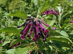 Fialkovec (Iochroma grandiflorum Benth.)