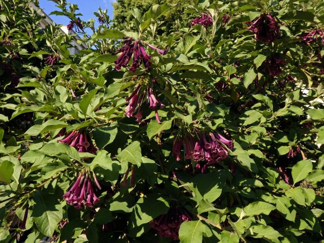 Fialkovec (Iochroma grandiflorum Benth.)