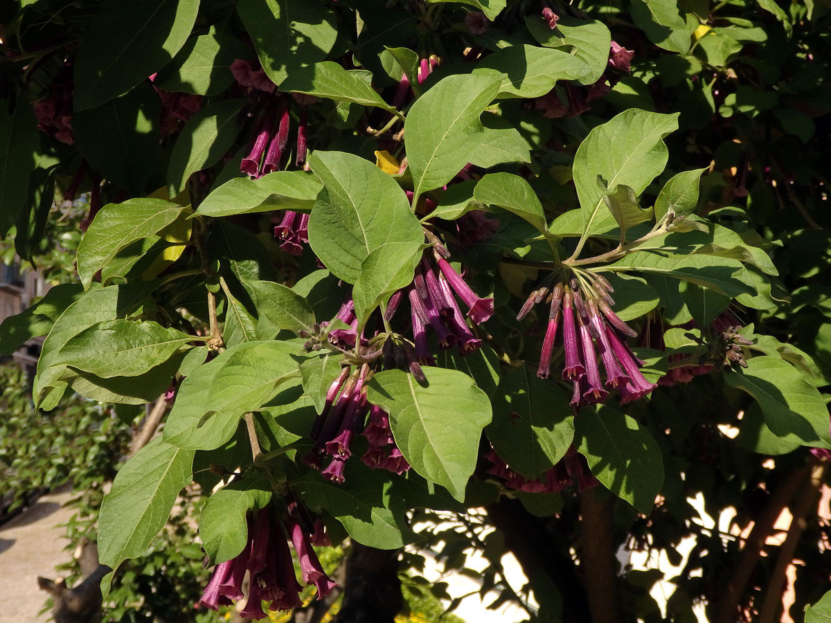 Fialkovec (Iochroma grandiflorum Benth.)