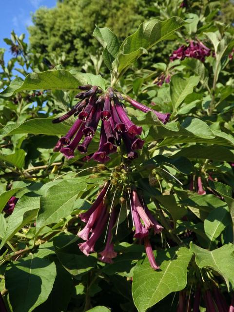 Fialkovec (Iochroma grandiflorum Benth.)