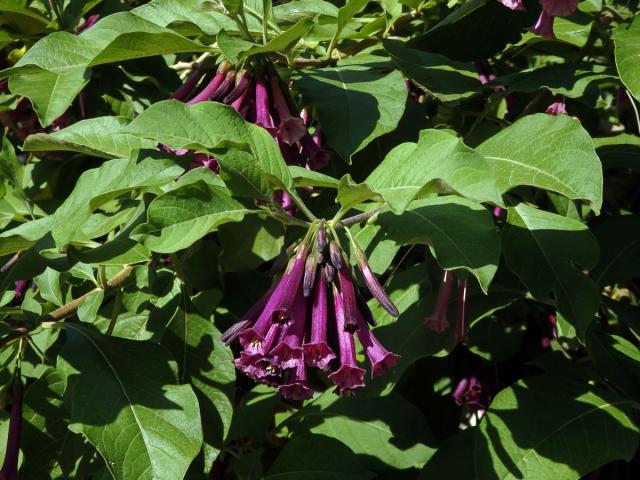 Fialkovec (Iochroma grandiflorum Benth.)