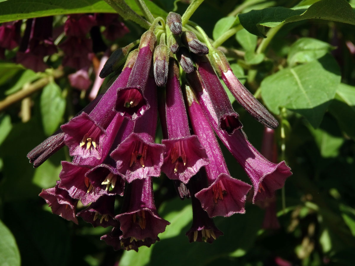 Fialkovec (Iochroma grandiflorum Benth.)