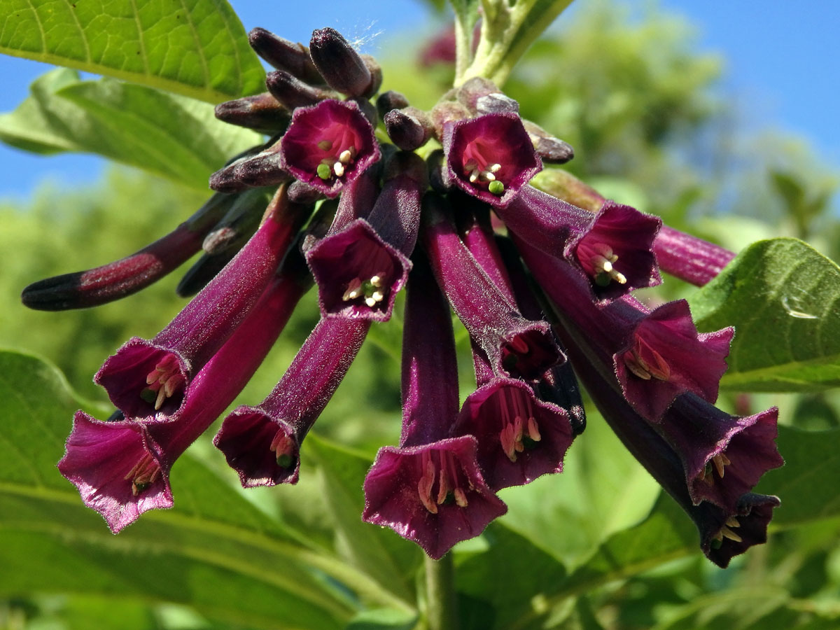 Fialkovec (Iochroma grandiflorum Benth.)