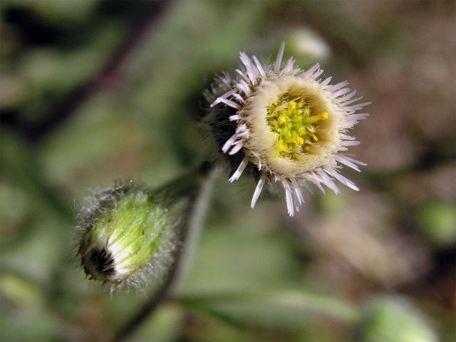 Turan ostrý (Erigeron acris L.)