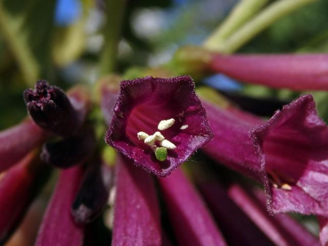 Fialkovec (Iochroma grandiflorum Benth.)