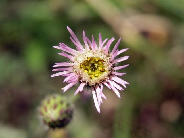 Turan ostrý (Erigeron acris L.)