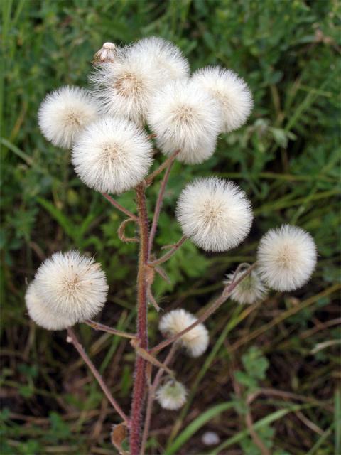 Turan ostrý (Erigeron acris L.)