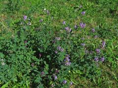 Tolice setá (vojtěška) (Medicago sativa L.)