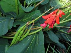 Zarděnice (Erythrina zeyheri Harv.)