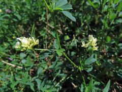 Atypická barva květů tolice seté (vojtěšky) (Medicago sativa L.)