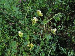 Atypická barva květů tolice seté (vojtěšky) (Medicago sativa L.)